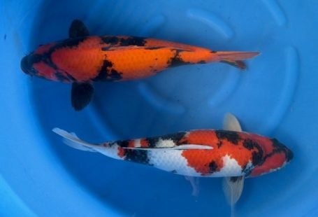 Marusei Sansai 62-65cm